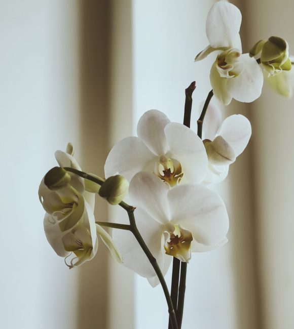 White orchid flowers in a calm and peaceful interior