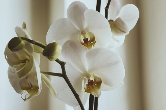 White orchid flowers in a calm and peaceful interior